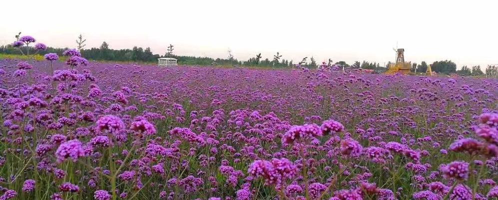 马鞭草花期介绍（绚烂夏季，马鞭草开放之时）