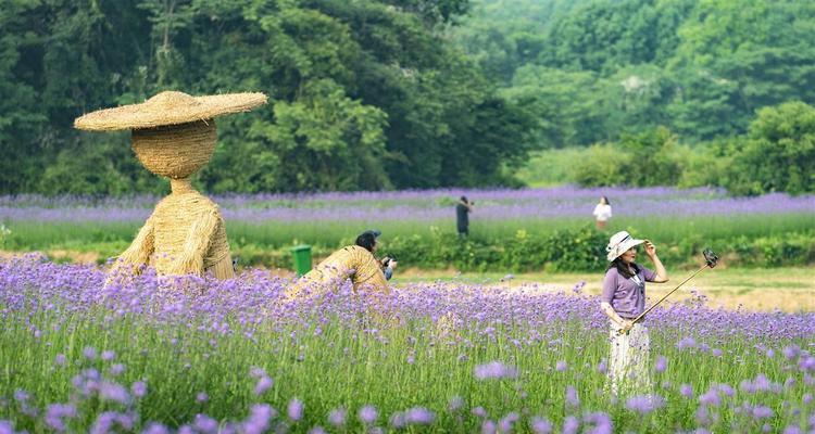 马鞭草花期介绍（绚烂夏季，马鞭草开放之时）