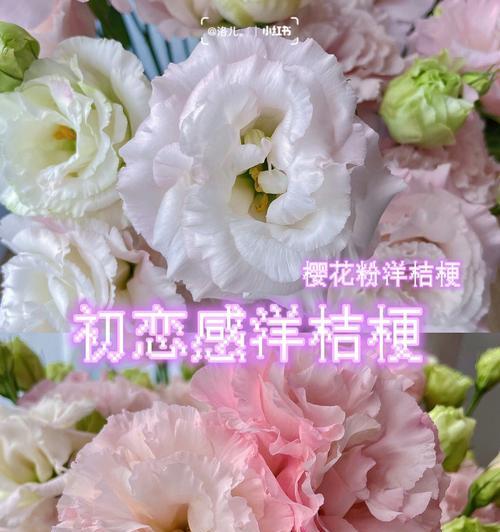 洋桔梗花语（花开无声，情意绵长）