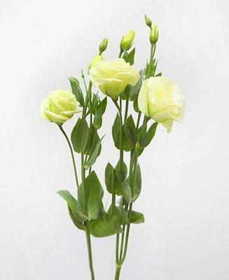 洋桔梗的花语和寓意（洋桔梗花语的深刻含义与象征）