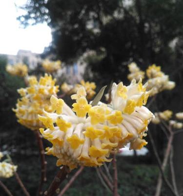 结香花养护指南（让你的结香花盛开如云）