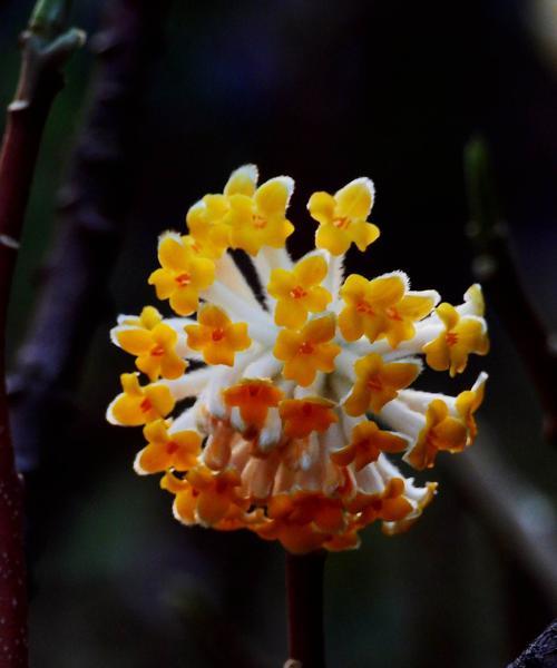 结香花养护指南（让你的结香花盛开如云）