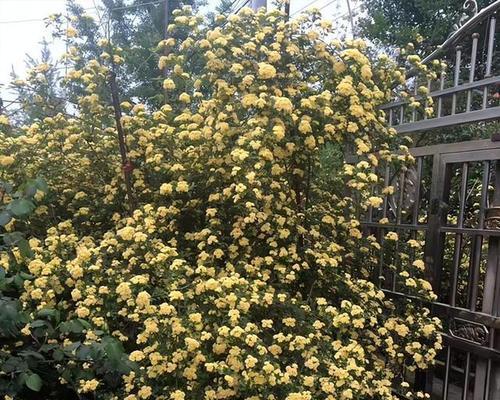 如何种植木香花？（全面介绍种植木香花的步骤和技巧）