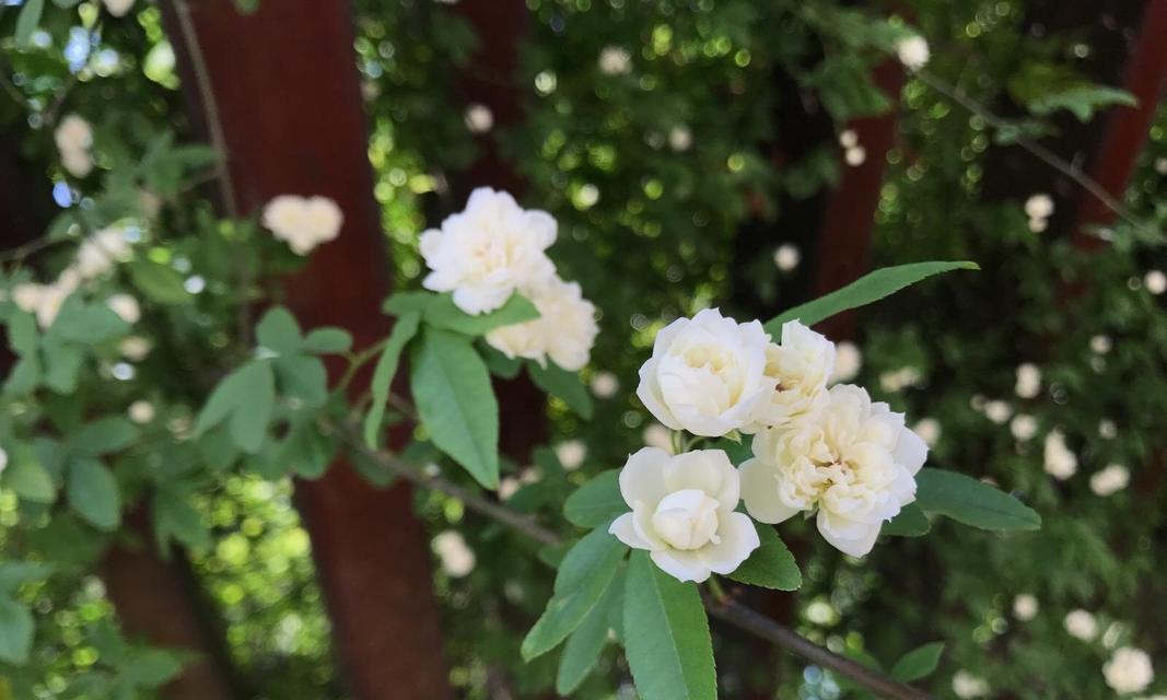 如何种植木香花？（全面介绍种植木香花的步骤和技巧）