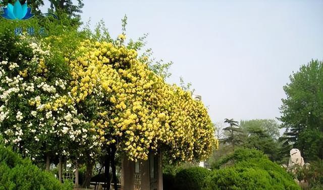 如何种植木香花？（全面介绍种植木香花的步骤和技巧）