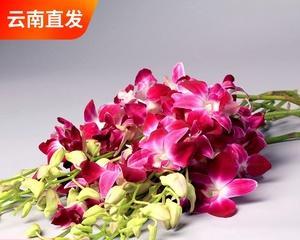 洋兰花的寓意与象征意义（探索美丽花卉背后的深刻内涵）