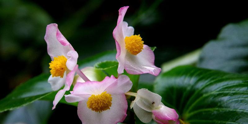 四季海棠花期长短揭秘（探寻海棠花的生长规律与美丽之谜）