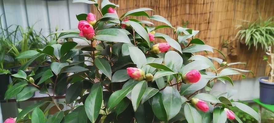 揭秘茶花开花时间，让您掌握开花季节！（春天不再是开花季？教你掌握茶花开花规律）