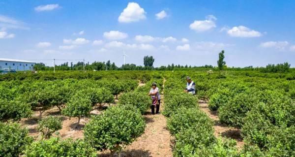 金银花种植技术与栽培管理（掌握金银花的生长习性，从而提高种植效率）