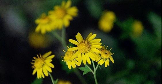 以野菊花花语代表的意义（解读野菊花的花语与象征）