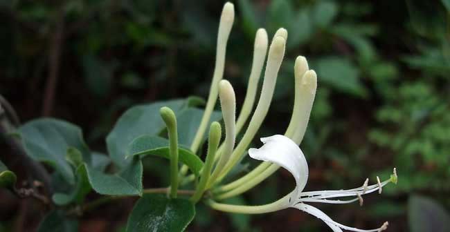 金银花种植技术与栽培管理（掌握金银花的生长习性，从而提高种植效率）