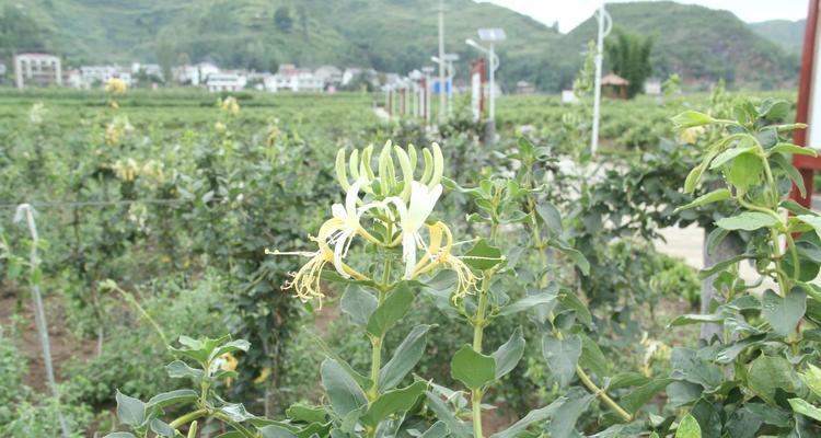 金银花种植技术与栽培管理（掌握金银花的生长习性，从而提高种植效率）