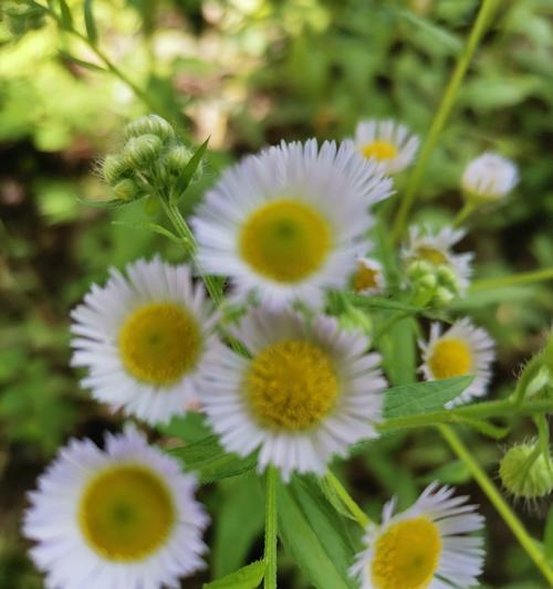 以野菊花花语代表的意义（解读野菊花的花语与象征）