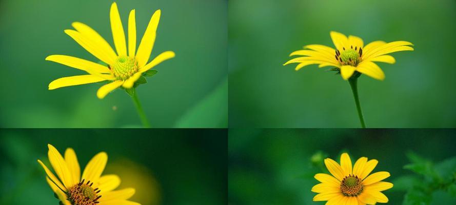 以野菊花花语代表的意义（解读野菊花的花语与象征）