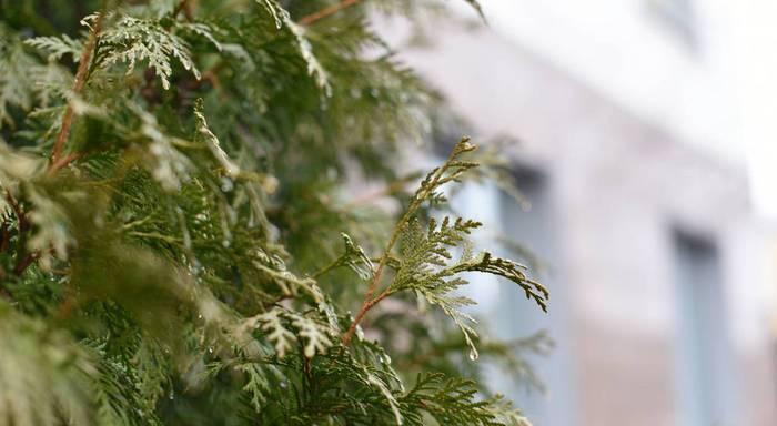 雪松树叶的特点（探究雪松树叶的形态和功能）