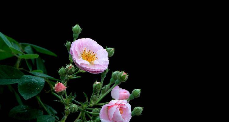 野蔷薇花语及其深刻的代表意义（解读野蔷薇花语，探寻其鲜花背后的含义）
