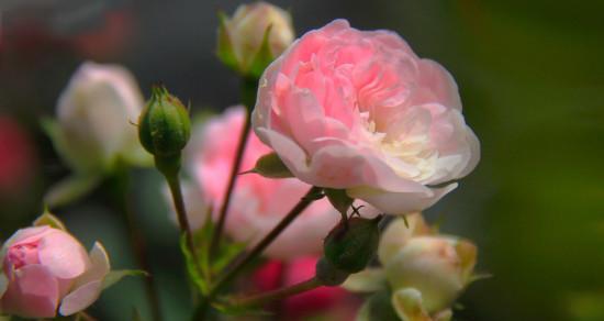 野蔷薇花语的意义与传承（探寻野蔷薇花语背后的情感与寓意）