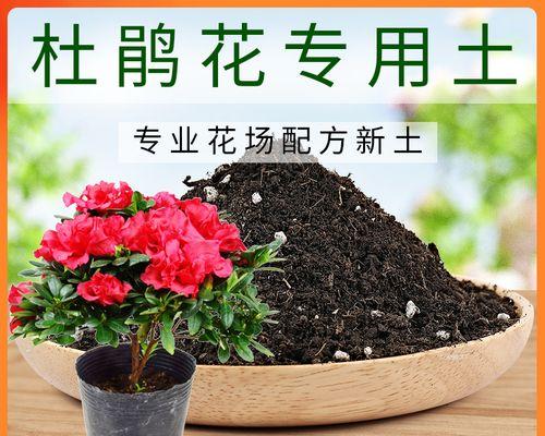 杜鹃的栽培技巧（从选种、繁殖到养护，一篇文章教你杜鹃花的全套操作方法）