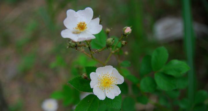 野蔷薇花语的意义与传承（探寻野蔷薇花语背后的情感与寓意）