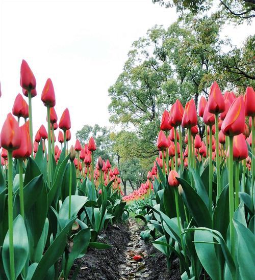 以野生郁金香花语贞操为主题的文章（用郁金香花语传递贞操的内涵与价值）