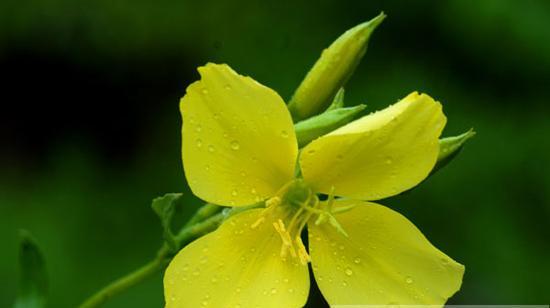 夜来香花的花语及其象征意义（探寻夜来香花的花语之谜）