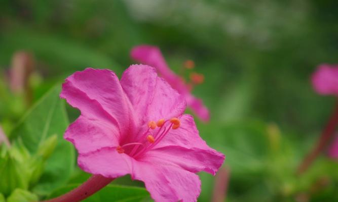 夜来香花的花语及其象征意义（探寻夜来香花的花语之谜）