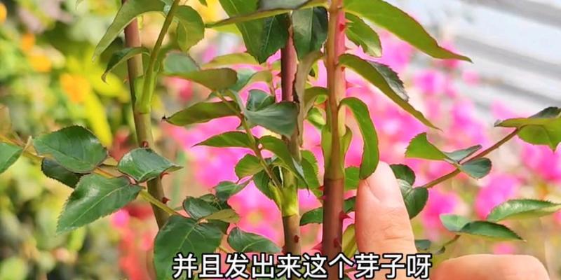 月季嫁接的方法（学会这个方法，让你的月季花园更加美丽）