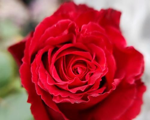 让你的玫瑰花更旺盛（完美养护法，让你的玫瑰花开得更加灿烂）
