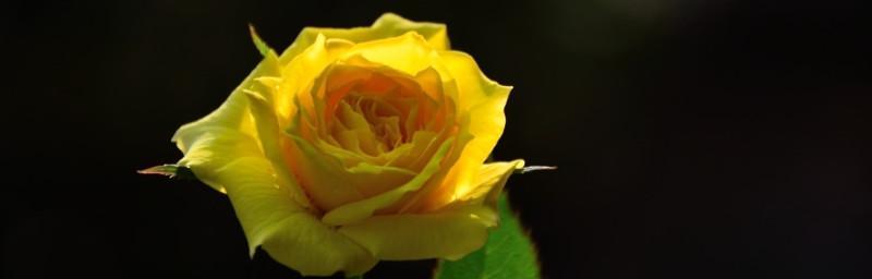 一朵黄玫瑰的意义与象征（探究黄玫瑰在不同文化中的象征意义）