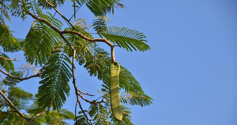 凤凰树——传世之树（神秘、神奇、神话——探秘凤凰树）