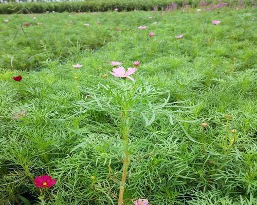 波斯菊的种植与养护（打造美丽的波斯菊花园，让花开得更璀璨）