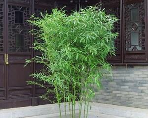 紫竹黄叶的原因与成因（揭秘紫竹黄叶的神秘面纱）