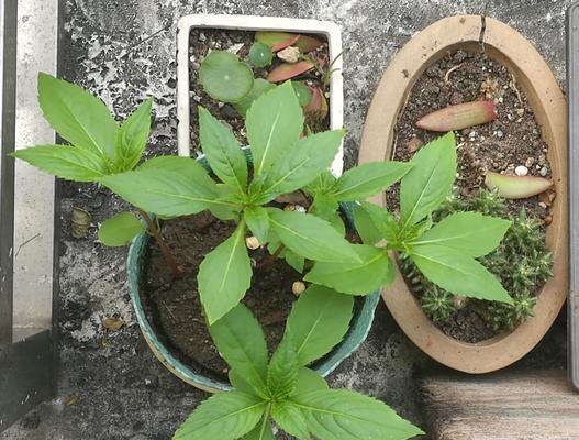 凤仙花生长过程的探究（探秘凤仙花在阳光和水分的作用下，从种子到开花的全过程）