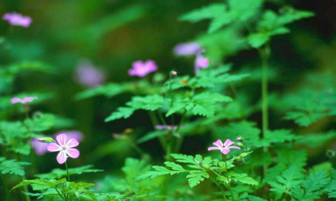 樱花草的花语之美（以樱花草的花语为窗口，探寻自然之美）