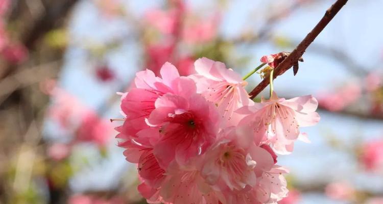 樱花的花语和传说（探索樱花的美丽花语与神秘传说）