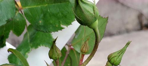 月季花的种植和养护方法（打造美丽花园，快乐种植月季花）