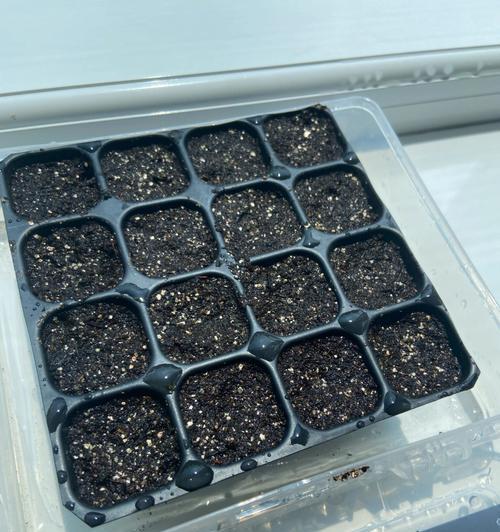 如何种植洋桔梗种子（从选种到养护，打造美丽花园）
