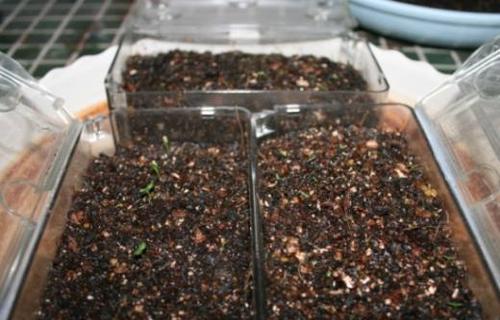 如何种植洋桔梗种子（从选种到养护，打造美丽花园）