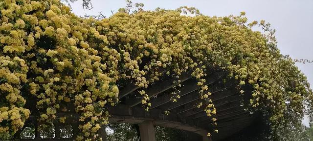 木香花的开花时间及护理技巧（了解木香花的生长习性，打造绚丽花海）