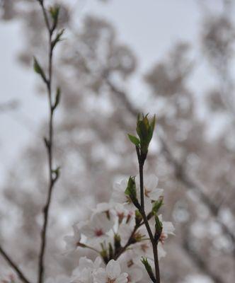 樱花传说的意义（探索樱花文化中的神奇传说）