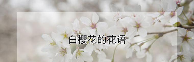 樱花花语（探寻樱花花语的深层含义）