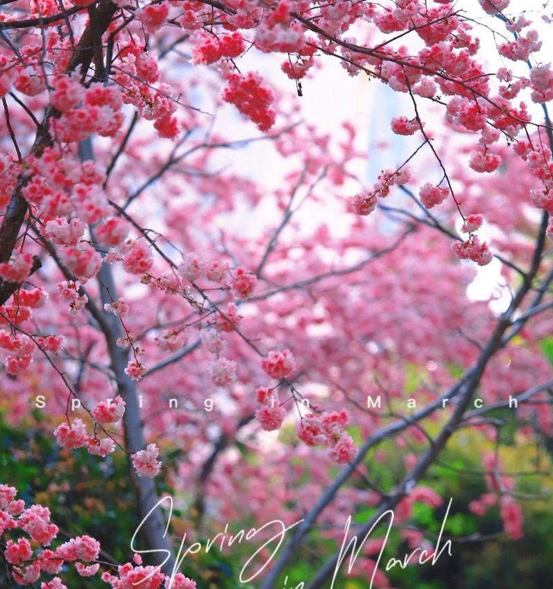 樱花的花语与寓意——春天中的美丽寓言（樱花花语的深意与文化魅力）