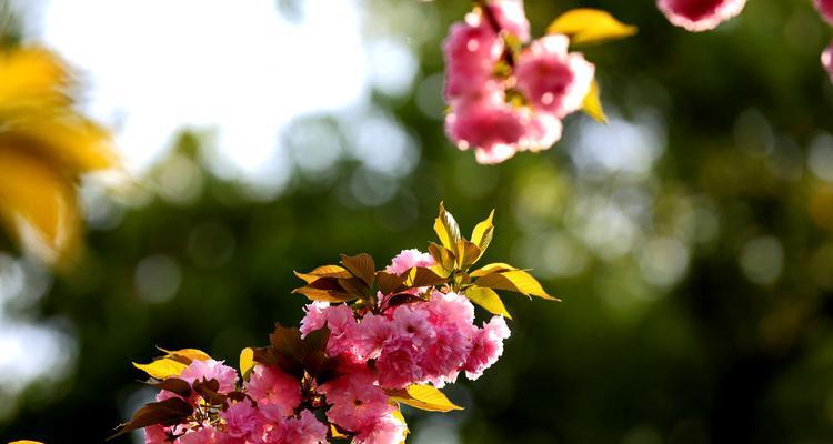 樱花的花语与寓意——春天中的美丽寓言（樱花花语的深意与文化魅力）