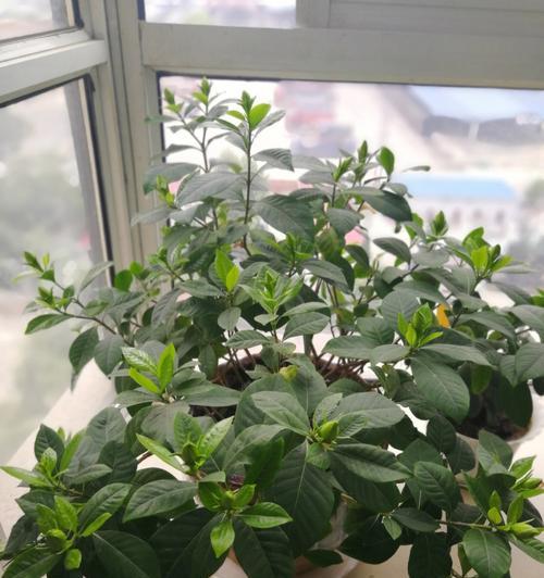 北方栀子花的养护与管理（打造美丽花园的小技巧）