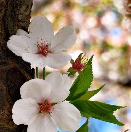 樱花花语（探寻樱花花语，感受她的神秘力量）