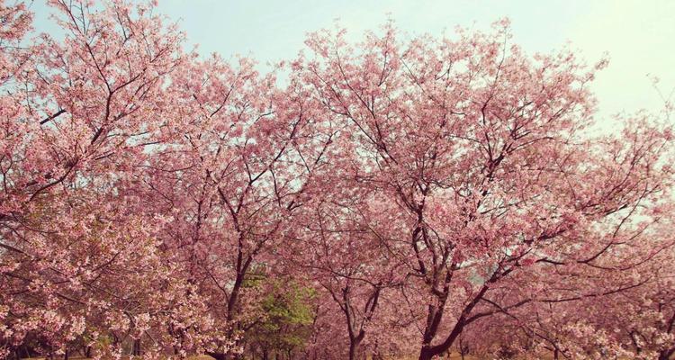 樱花花语（探寻樱花花语，感受她的神秘力量）