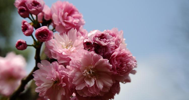 樱花花语的象征寓意与传承（探寻樱花的深意与文化内涵）