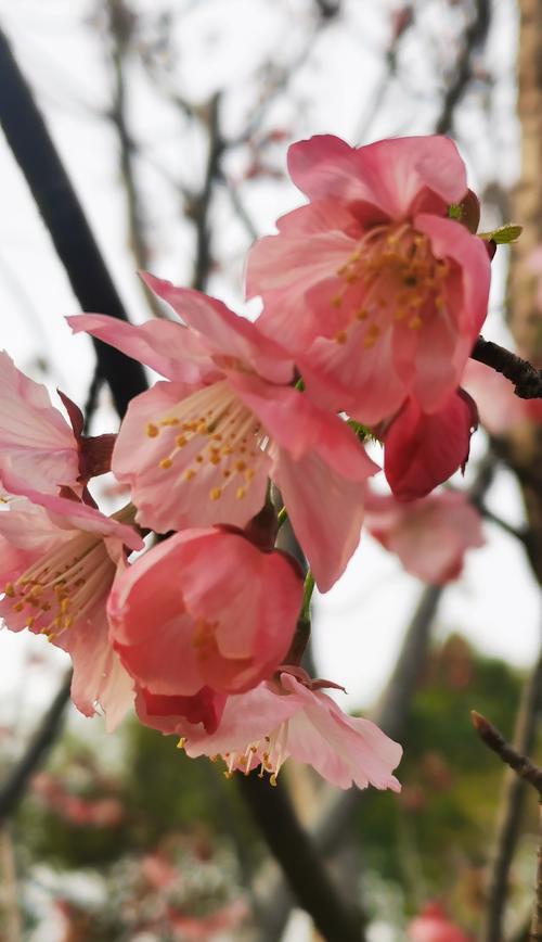 樱花花语的深刻寓意（探索樱花花语的美妙意义）