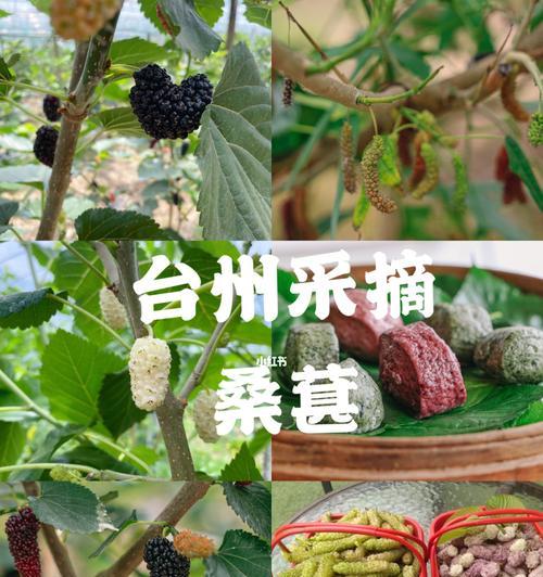 几月份采摘最好？探秘桑葚成熟季节（桑葚采摘知识大全，让你轻松享受果实美味）