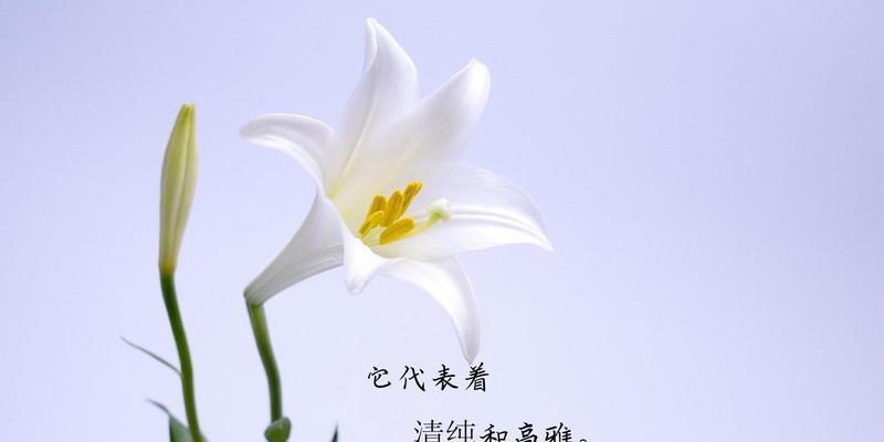 探寻樱水晶的花语与寓意（樱水晶，守护心灵的花石）